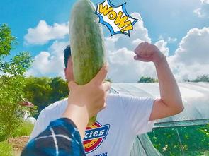 网红妈妈吃瓜,揭秘娱乐圈幕后真相